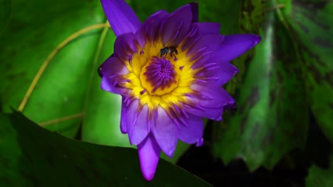 Close-up-of-purple-water-lily-flower-partially-open-with-bee-in-its-stamens