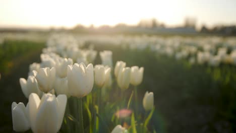 Close-up-shot-of-white-tulips-during-golden-hour