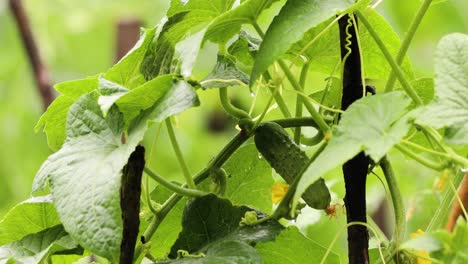 Close-Up-Of-A-Young-Cucumber-With-Green-Foliage-Creeping-On-A-Trellis