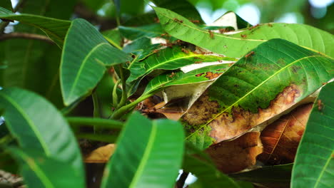 Close-up-static-shot-of-anthill-in-mango-tree-leaves