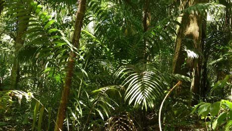 Palmenförmige-Blätter,-Bäume-Im-Tropischen-Regenwald,-Wildes-Dschungelkonzept,-Mittel,-Pfanne