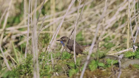 Bluethroat-Bird-Standing-On-Ground-Amongst-Dry-Reeds