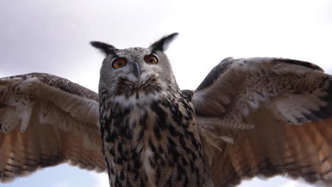 Flapping-slow-motion-Eurasian-Eagle-Owl---amazing-bird-of-prey