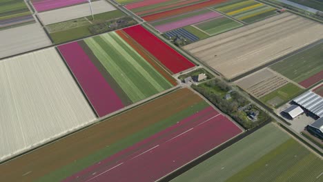 Spring-season-in-Holland-with-division-of-multi-colored-tulip-fields,-aerial