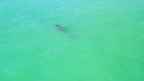 Drone-close-up-shot-of-a-dolphin-swimming-in-turquoise-water-of-Gulf-of-Mexico-at-sunset