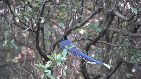 Famous-wild-Taiwan-blue-magpie-is-often-endemic-to-Taiwan-caught-in-camera
