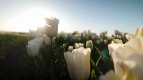 Close-up-shot-of-white-tulips-waving-in-the-wind