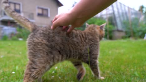 Close-up-view-of-playful-cute-cat-being-petted-by-male-hand-in-garden-setting
