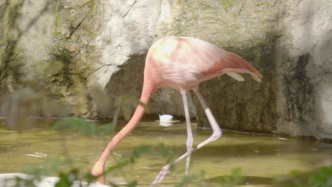 Rosafarbener-Flamingo,-Der-Im-Flachen-Teich-Spielt,-Mit-Dem-Kopf-Nach-Unten