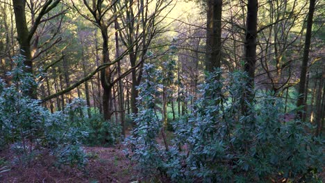 4K-star-anise-plants-in-the-middle-of-the-forest-in-quantock-hills-somerset