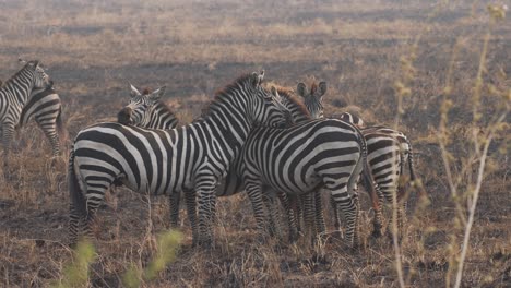 Cinematic-shot-of-wild-zebras-protecting-themselves-from-attack-in-slow-motion