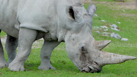 Primer-Plano-De-Rinoceronte-Blanco-O-Rinoceronte-De-Labios-Cuadrados-Pastando-En-La-Naturaleza,-4k
