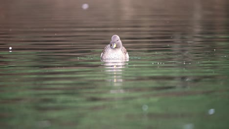 Yellow-billed-Teal-Duck-swimming-in-lake-during-sunny-day,close-up---Anas-Flavirostris-originally-from-South-America