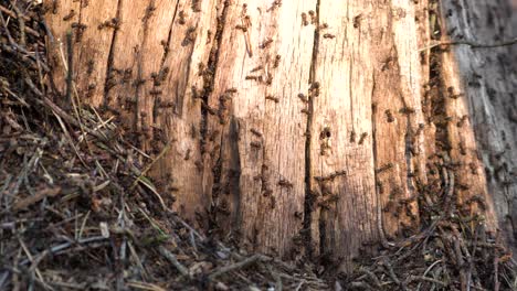 Braun-schwarze-Holzameisen,-Die-Nest-In-Einem-Trockenen-Baumstumpf-Bauen