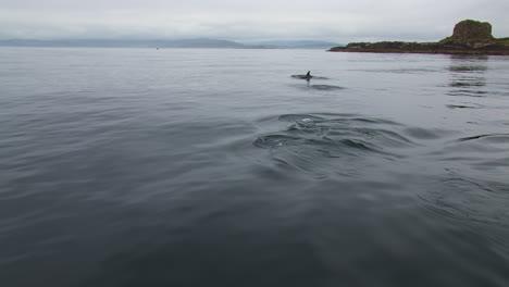 Große-Tümmler,-Die-An-Der-Küste-Schottlands-In-Europa-Schwimmen---Delfinbeobachtung-Von-Einem-Boot-Aus