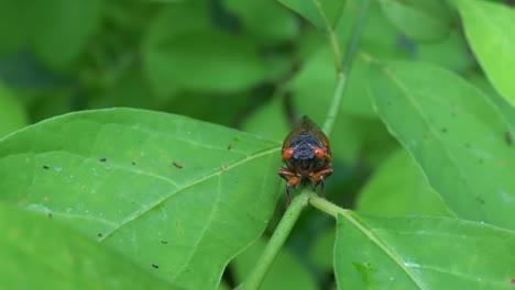 Head-on-view-of-Brood-X-cicada-sitting-on-plant-stem