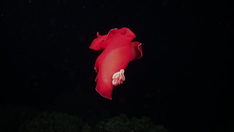 Bailarina-Española-Nudibranquio-Bailando-Sobre-Arrecifes-De-Coral-Por-La-Noche-En-El-Mar-Rojo