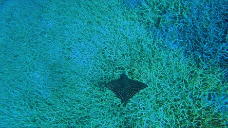 Beautiful-Spotted-Eagle-Ray-Swimming-Underwater