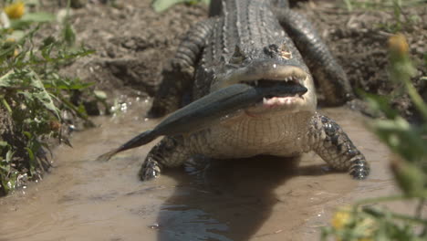 Alligator,-Der-Auf-Einem-Fisch-In-Zeitlupe-Herumkaut