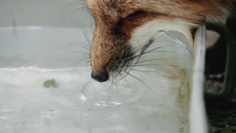 Close-Up-Of-A-Thirsty-Red-Fox's-Face-While-Drinking-Water-At-Miyagi-Zao-Fox-Village-In-Japan