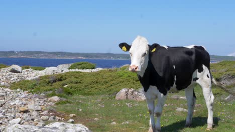 Vaca-De-Granja-Con-Aspecto-Curioso-Y-Comiendo-Hierba-Cerca-De-La-Zona-Costera-De-Halland-En-Suecia-En-Un-Día-De-Verano