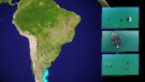 Inhabit,-breeding-and-calving-areas-of-the-Southern-right-Whales,-Eubalaena-australis,-South-America-map-background---3d-render-animation---based-on-public-domain-NASA-earth-image-data