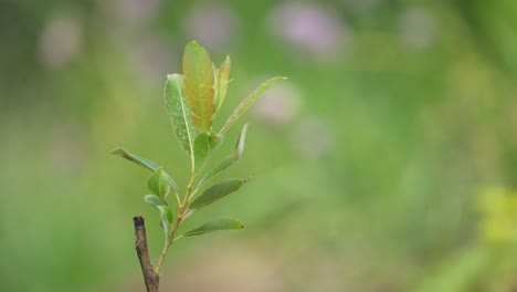 Kleiner-Weidenbaum-Mit-Blättern,-Die-In-Zeitlupe-Im-Wind-Wehen,-Mit-Viel-Grün