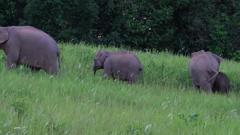 Indischer-Elefant,-Elephas-Maximus-Indicus,-Khao-Yai-Nationalpark,-Thailand