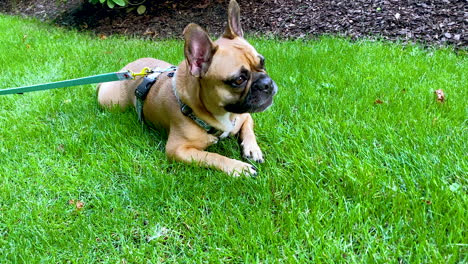 Tired-French-Bulldog-lies-on-the-grass,-resting-dog-on-the-grass-on-the-ground-with-tongue-pulled-out