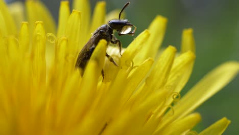 Bumblebee-Drinking-Water-On-Petals-Of-Dandelion-Flower