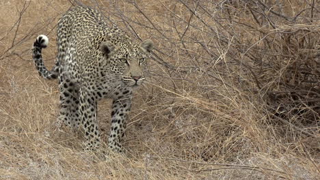 Ein-Junger-Leopard-Schleicht-Vorwärts,-Während-Er-Aufmerksam-Etwas-In-Der-Ferne-Beobachtet