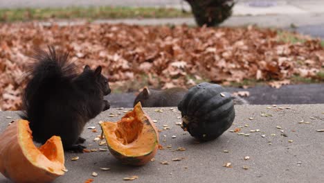 Two-Michigan-Squirrels,-one-gray-and-one-black,-eat-seeds-on-a-front-porch-in-late-autumn-2020