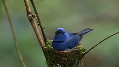 Black-naped-Blue-Flycatcher,-Hypothymis-azurea,-Thailand