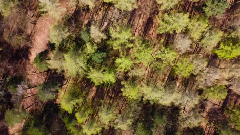Drone-rotation-above-green-forest-at-England-Thetford-Norfolk