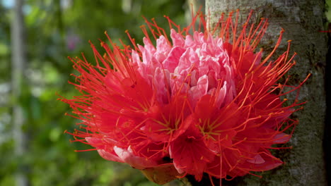 Makroansicht-Der-Tropischen-Roten-Blume,-Die-Auf-Baum-Des-Ecuadorianischen-Dschungels-In-Tena-Wächst