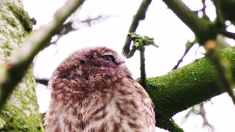 A-little-owl-sitting-on-a-tree-branch,-close-up