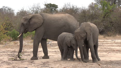 A-young-elephant-scraping-its-feet-in-the-sand-at-The-Greater-Kruger-National-Park,-Africa