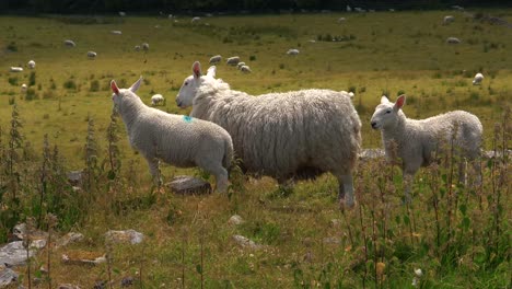 Eine-Gruppe-Von-Schafen-Und-Lämmern-Auf-Einem-Englischen-Bauernhoffeld