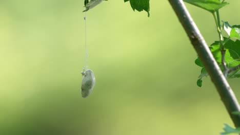 Silkworm's-Cocoon-Hanging-On-Plant-Twigs-Isolated-At-Bokeh-Background