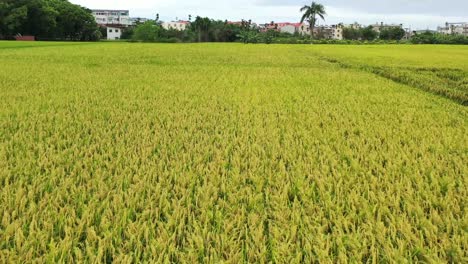 Aerial-Drone-Footage-of-Rice-Paddy-Field-Leading-to-Residential-Houses-at-Doliu-City-Taiwan