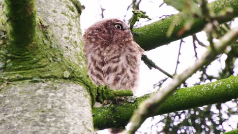Little-Owl-resting-on-branch-looks-over-shoulder