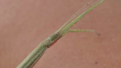 Stabheuschrecke-Medauroidea-Extradentata,-Familie-Phasmatidae