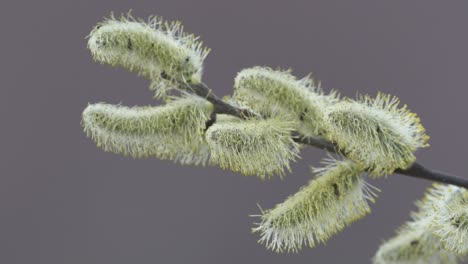 Closeup-of-Pussywillow-tree-in-flower-with-insects-moving-around