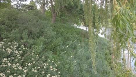 Willow-tree-blooming-near-a-lake-with-a-field-of-greenery