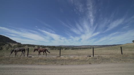 Wide-Angle-Cirrostratus-Clouds-in-Blue-Sky-with-Two-Horses-Walking-Out-of-The-Frame-and-One-Bird-Flying-In-and-Out-of-the-Frame