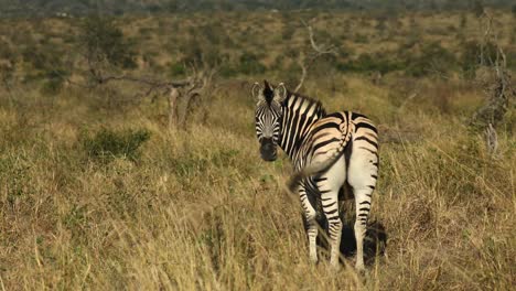 Wide-shot-of-the-backside-of-a-Burchell's-zebra-while-the-animal-looks-over-its-shoulder-towards-the-camera,-Greater-Kruger