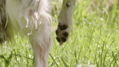 DOG-BATHING---Paw-and-grass-on-a-sunny-day-with-water-dripping,-slow-motion