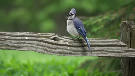 Portrait-Of-A-Canada-Blue-Jay-Perched-On-A-Fence,-Majestic-Wild-Bird-With-Feathers-Puffed