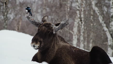 Magpie-Bird-Ride-And-Eats-Ticks-On-The-Antlers-Of-A-Moose-Lying-On-Snow