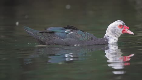 Close-up-track-shot-of-swimming-american-Muscovy-duck-in-lake---Cairina-Moschata-Species-in-Wilderness